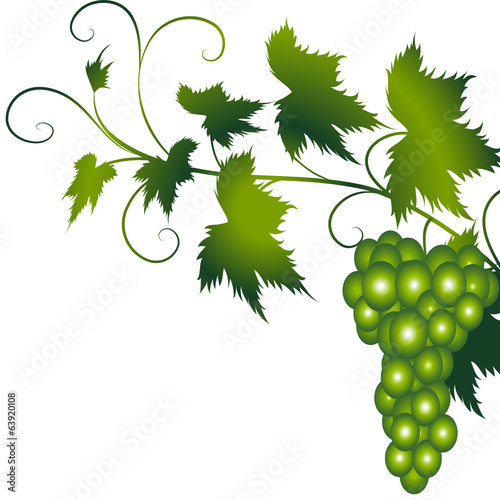 floral, blätter, frühling, weinblatt,weinblätter,weintraube,grün