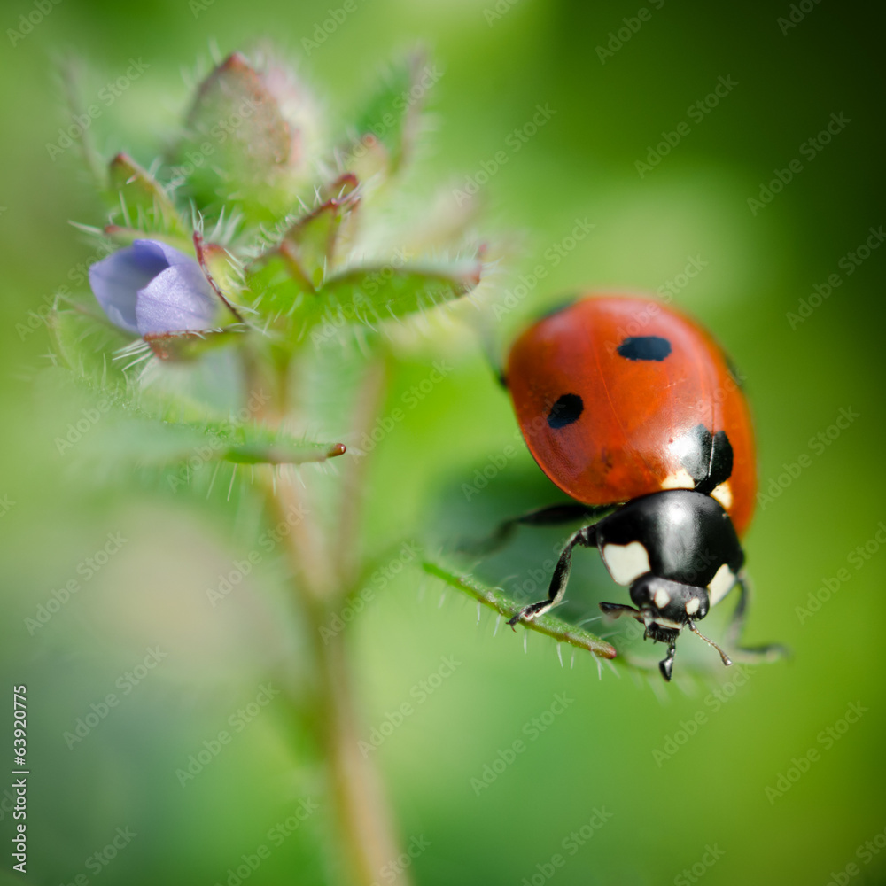 Fototapeta premium ladybug