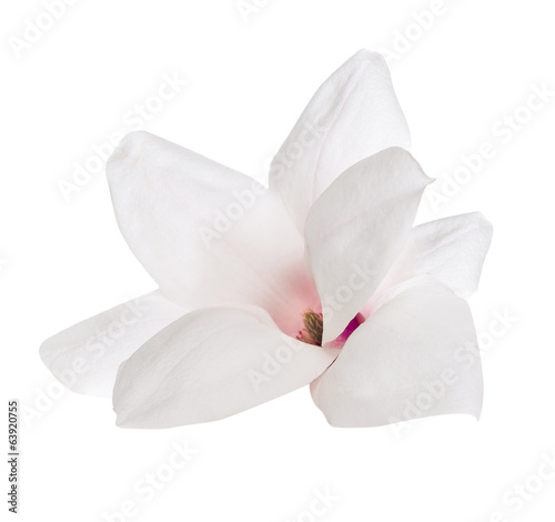 Flower of Magnolia, isolated on white background