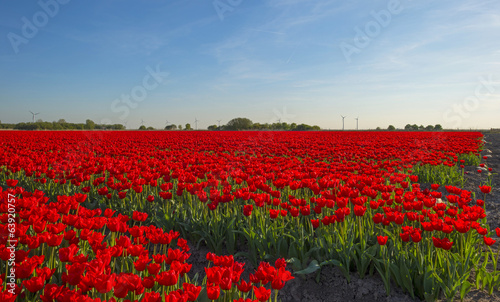 Agriculture with flowers in spring