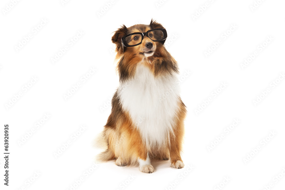 Fototapeta premium Shetland sheepdog wearing black eyeglasses