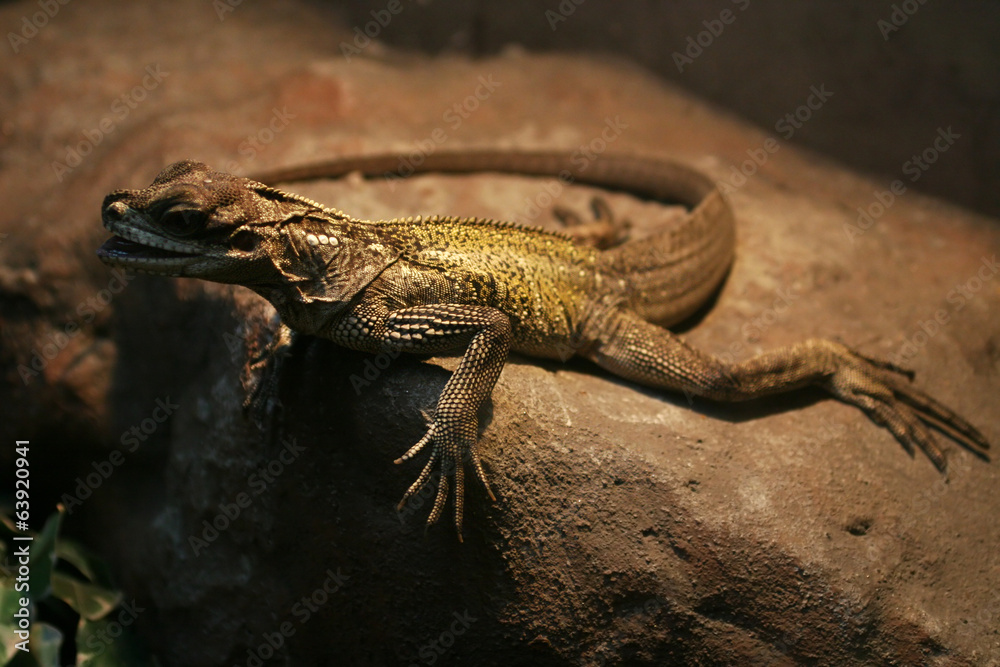 Lizard on a rock Lizard on a rock