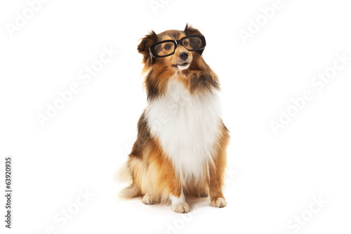 Shetland sheepdog wearing black eyeglasses