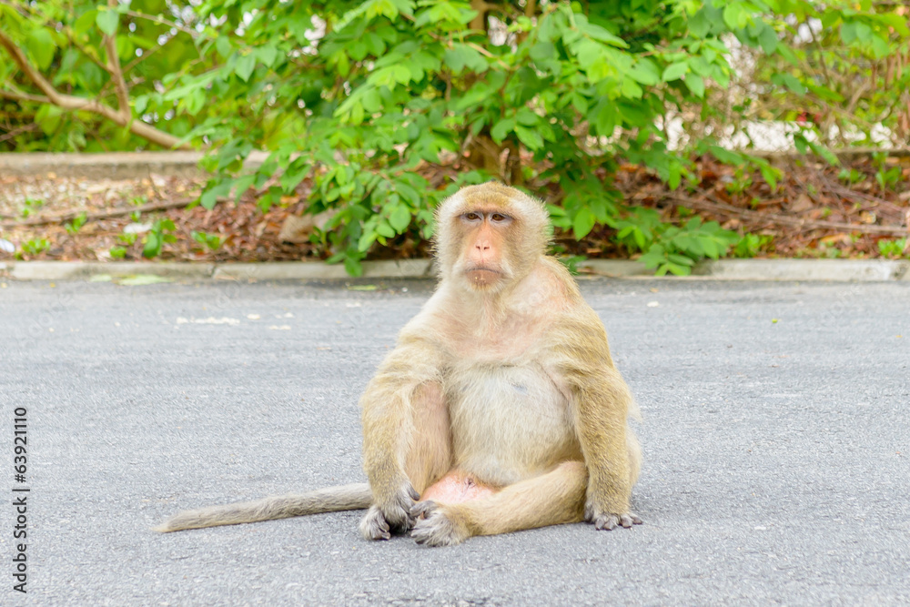 Monkey sitting on the street n Thailand