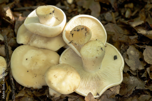 St. George's mushroom photo