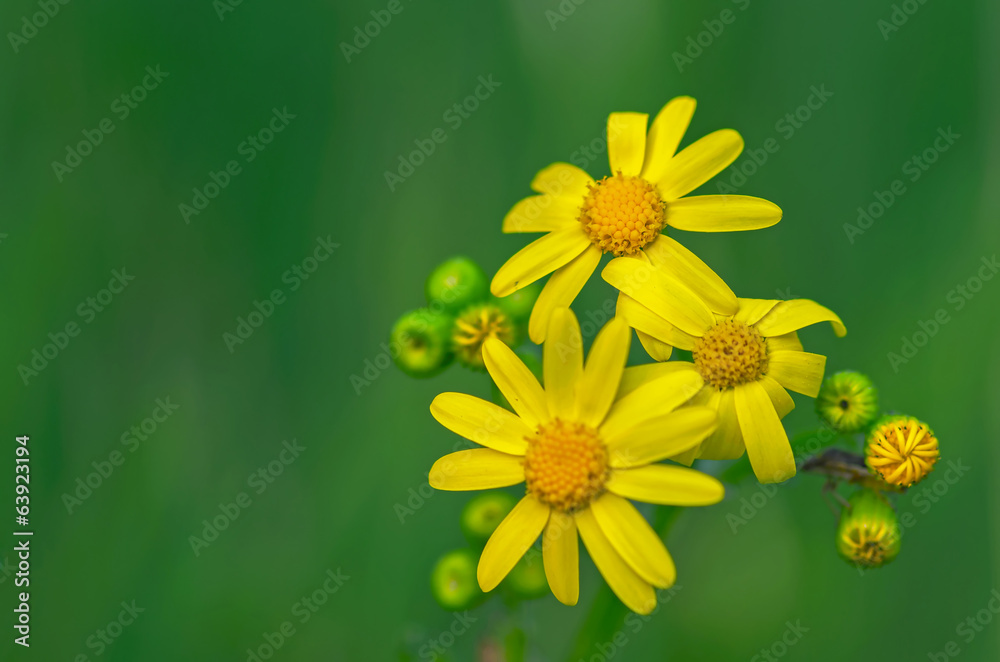 Obraz premium Yellow daisy