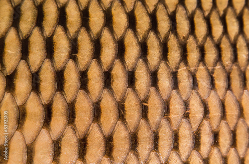 Texture of wild carp skin photo
