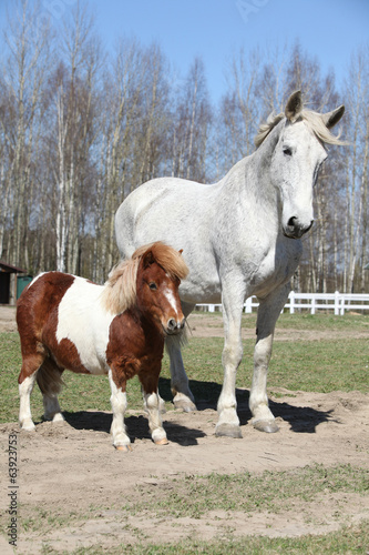 Fototapeta Naklejka Na Ścianę i Meble -  Big horse with pony friend