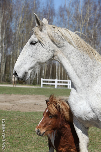 Fototapeta Naklejka Na Ścianę i Meble -  Big horse with pony friend