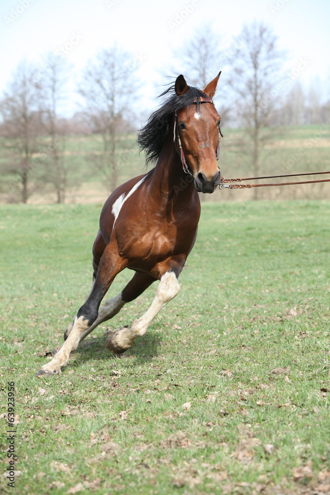 Fototapeta premium Beautiful pinto stallion running away