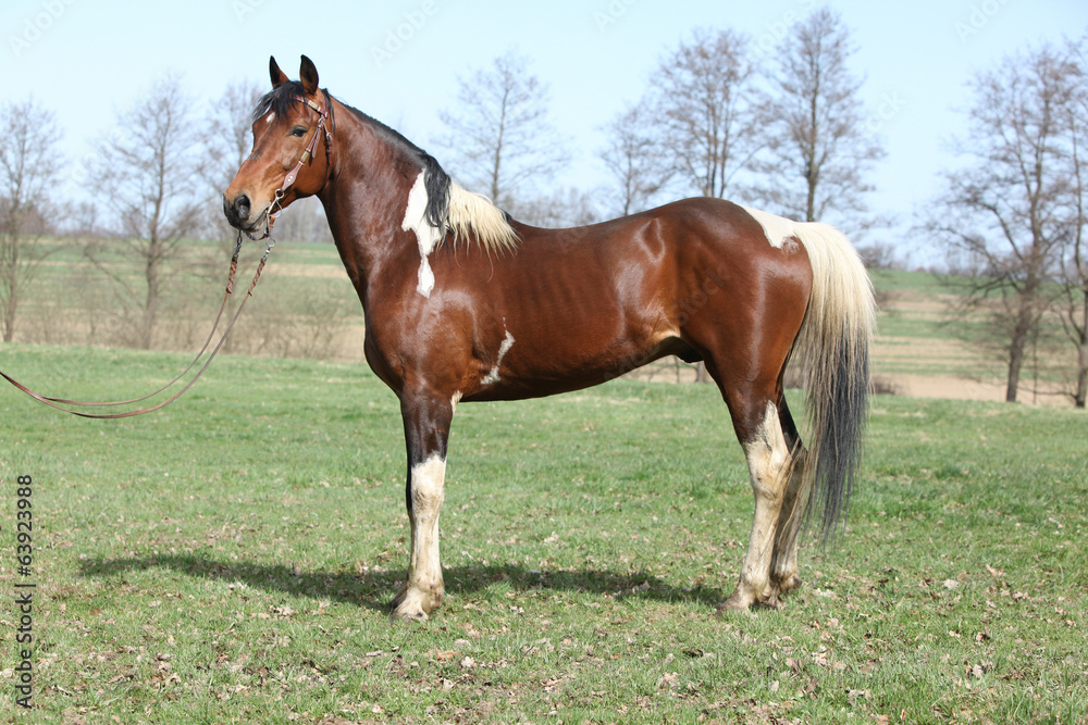 Gorgeous pinto stallion with nice bridle Gorgeous pinto stallion with nice bridle