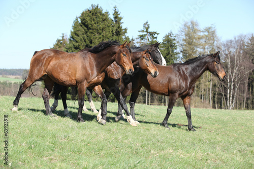 Batch of brown horses moving in pasturage
