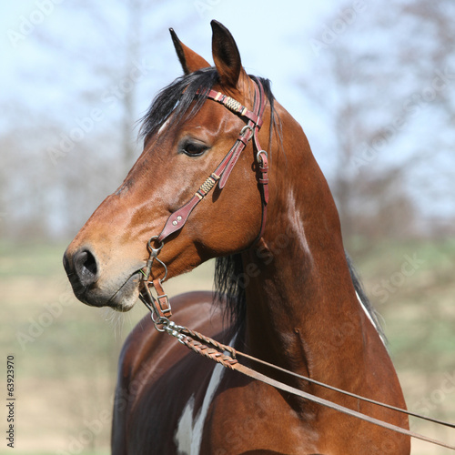 Gorgeous pinto stallion with nice bridle
