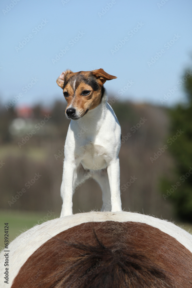 Brave Parson Russell terrier standing on horse back Brave Parson Russell terrier standing on horse back