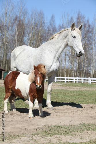 Fototapeta Naklejka Na Ścianę i Meble -  Big horse with pony friend