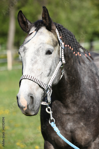 Gorgeous horse with nice halter