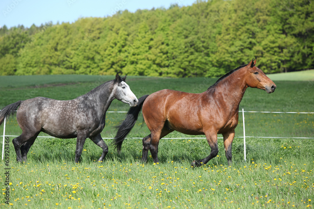 Two amazing horses running in fresh grass Two amazing horses running in fresh grass