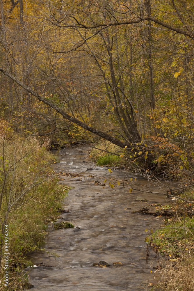 River In Woods