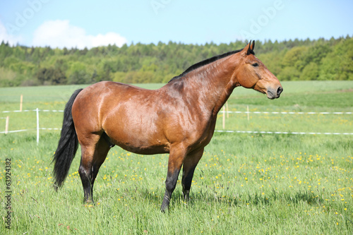 Beautiful horse standing on pasturage