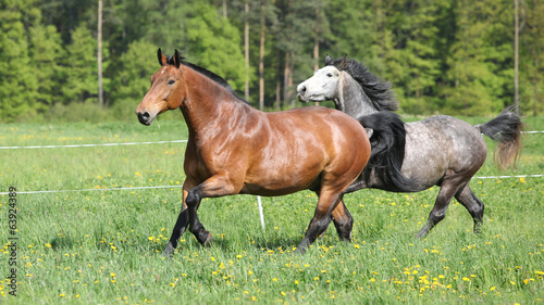 Two amazing horses running in fresh grass