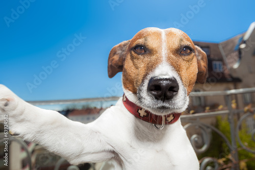 dog selfie © Javier brosch