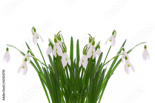 Snowdrops isolated on white.