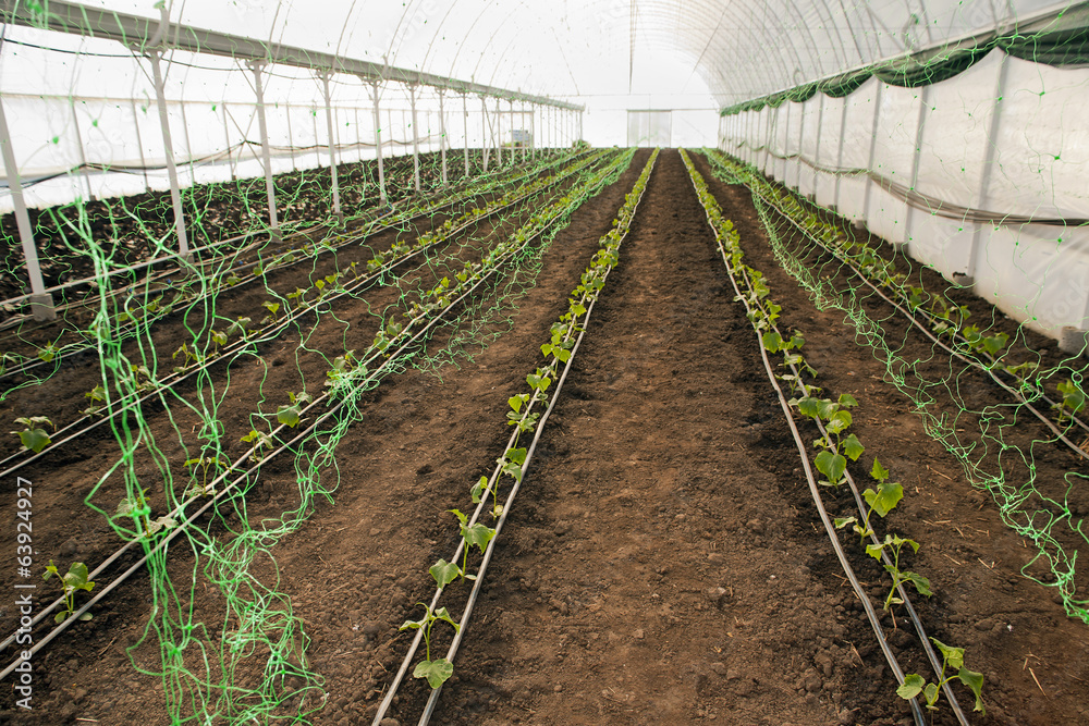 Greenhouse for vegetables - cucumbers with net Greenhouse for vegetables - cucumbers with net