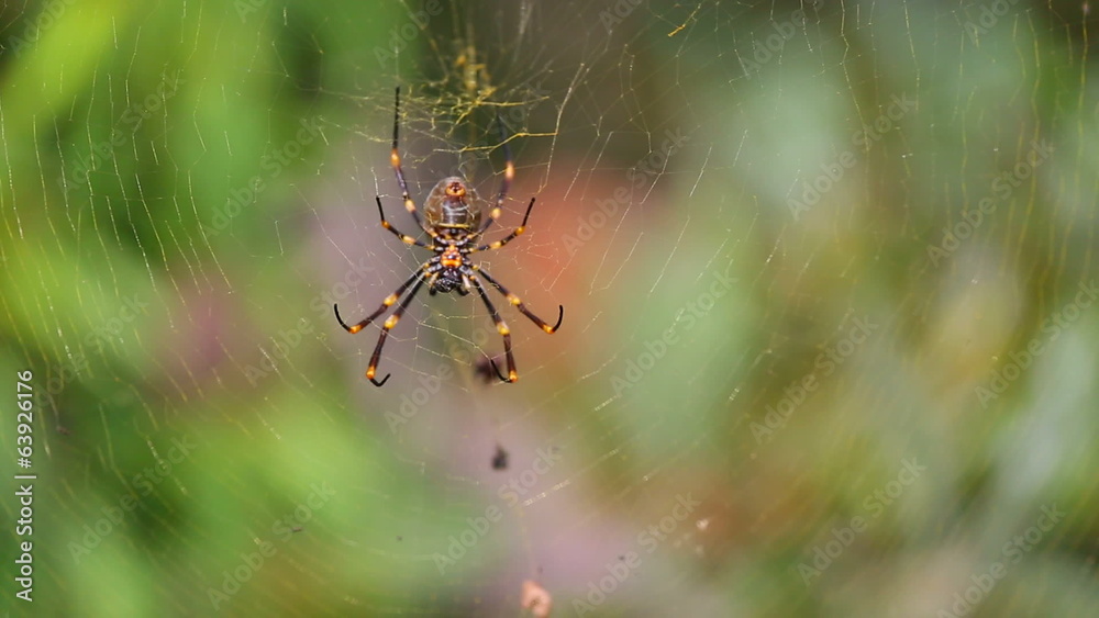 Spider Spider