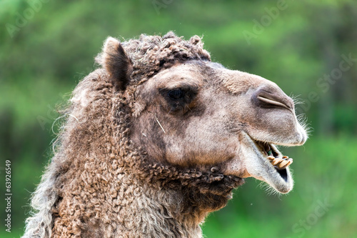 Bactrian camel portrait. Funny expression