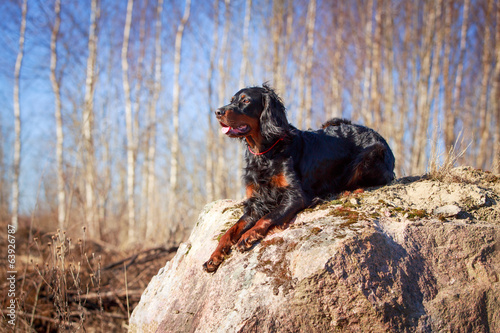 Fototapeta Naklejka Na Ścianę i Meble -  setter gordon dog