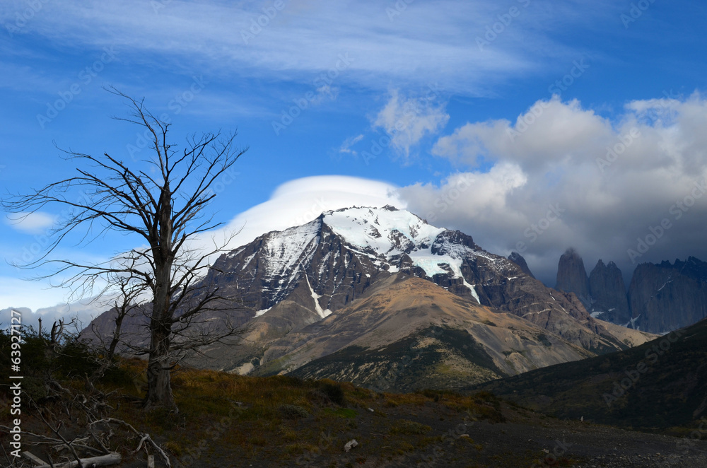 Dead tree in Torres del Paine