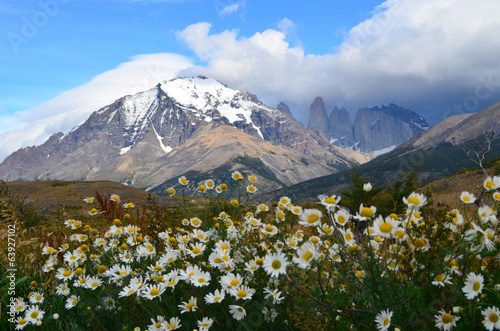 White daisy and blue massif, Torres del Paine
