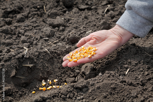 Agriculture, farmer hold corn seed, sowing time in field photo