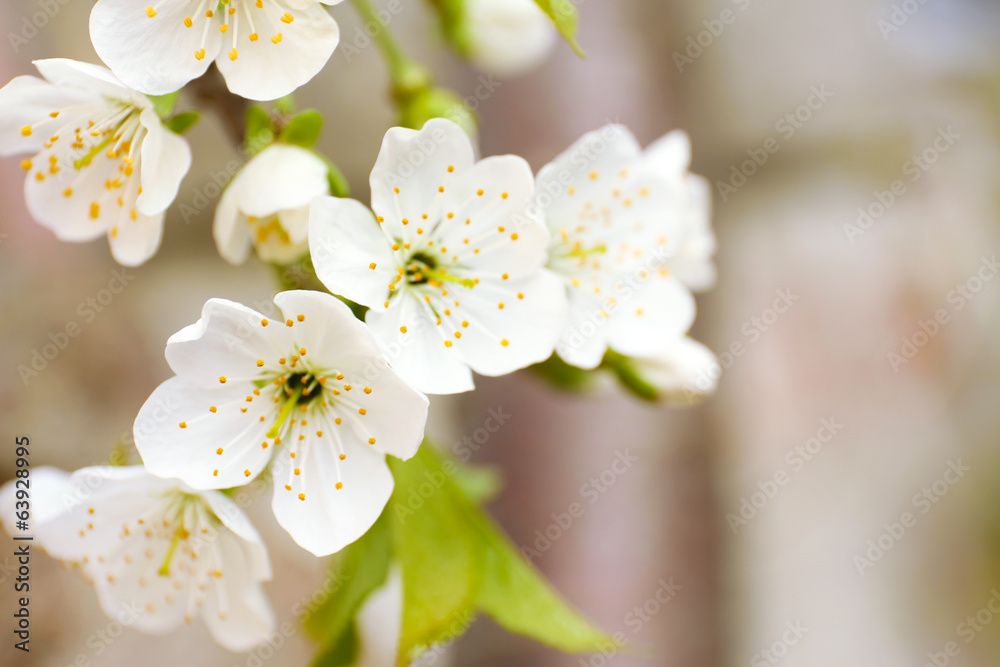 Beautiful fruit blossom, outdoors