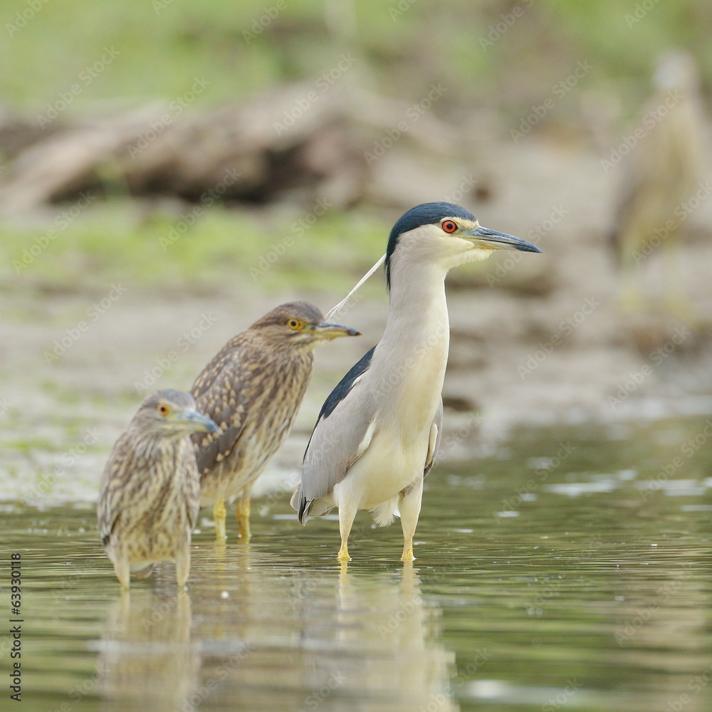 grey heron in natural habitat (ardea cinerea) grey heron in natural habitat (ardea cinerea)