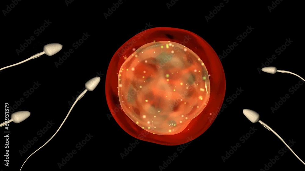 Process of fertilization