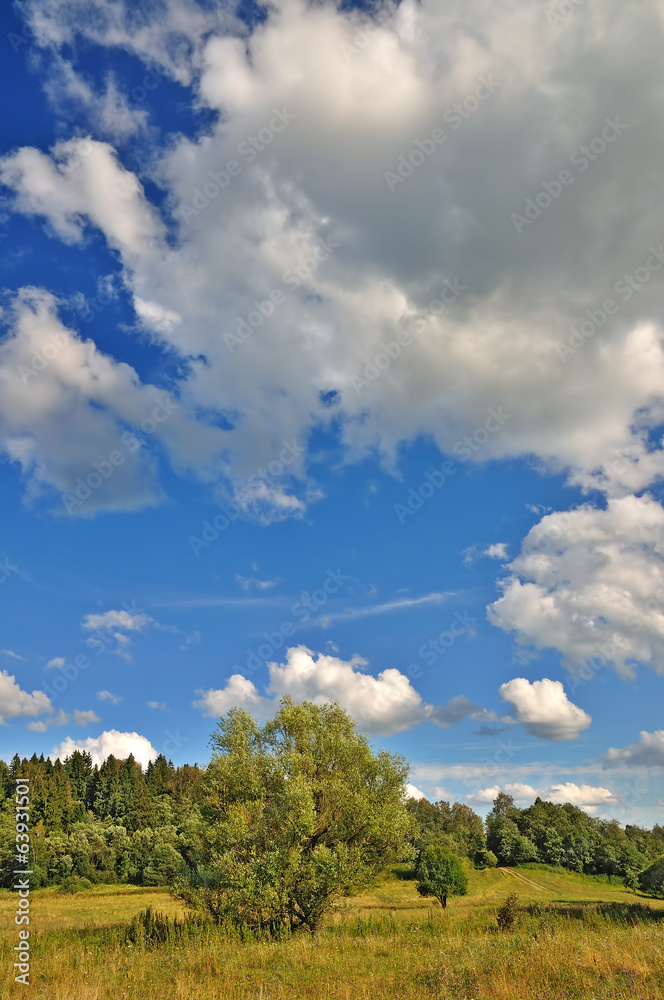 Summer landscape