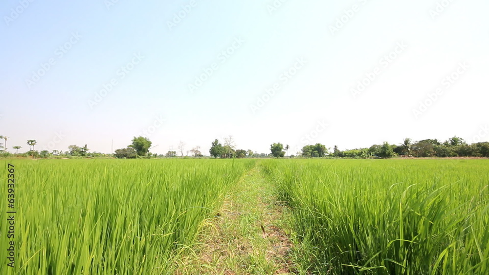 Landscape of a beautiful green rice stalks field , Dolly shot. Landscape of a beautiful green rice stalks field , Dolly shot.