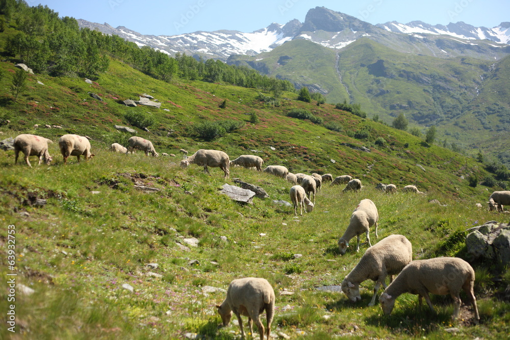 Obraz premium moutons