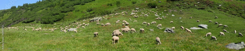 panoramique moutons