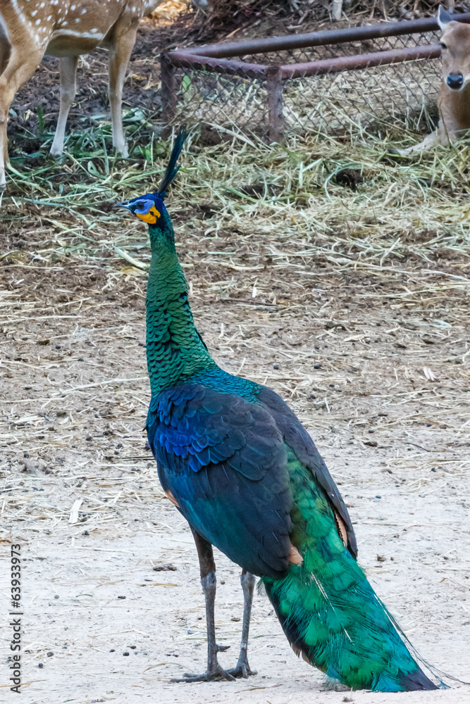 Obraz premium beautiful peacock