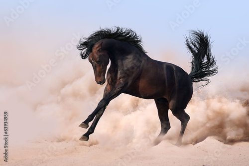 Slika na platnu Horse run gallop