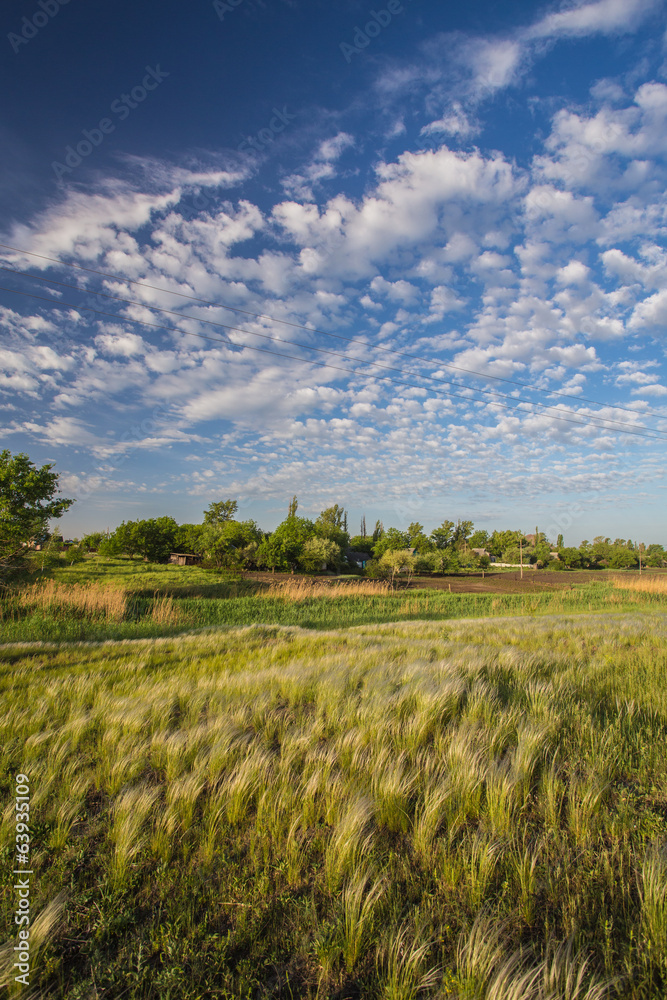 Meadow with green grass and blue sky