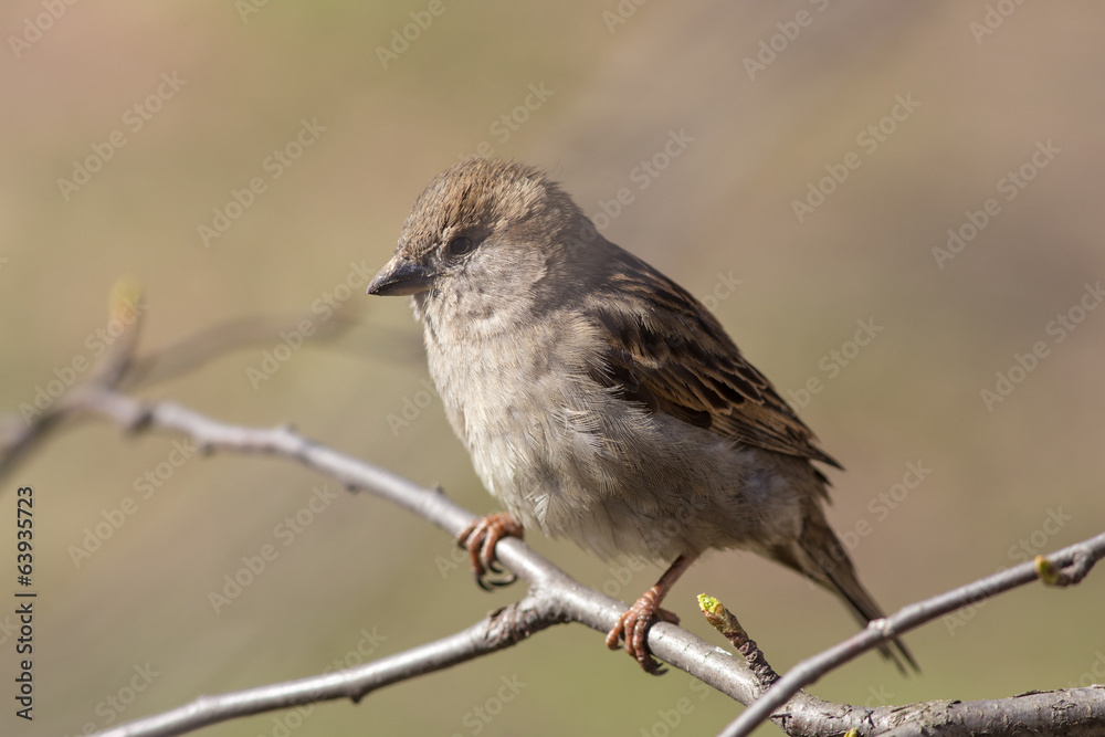 portrait of a sparrow