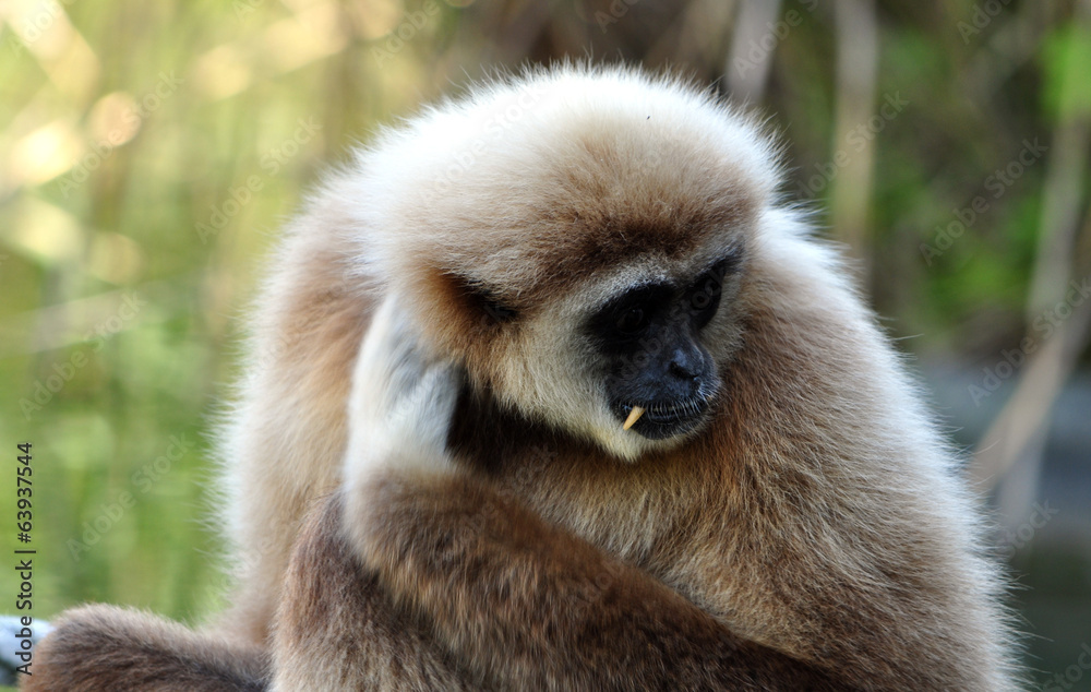 Obraz premium Monkey - Gibbon