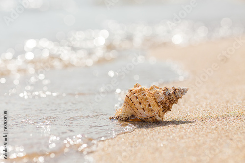 Shell on a sandy beach.