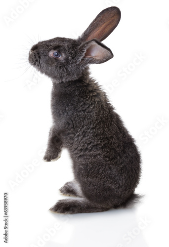 Fototapeta Naklejka Na Ścianę i Meble -  Gray rabbit
