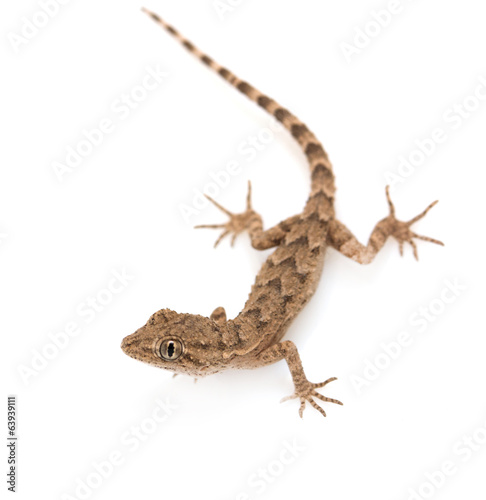 brown spotted gecko reptile isolated on white  view from above