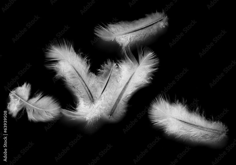 Obraz premium feathers on a black background