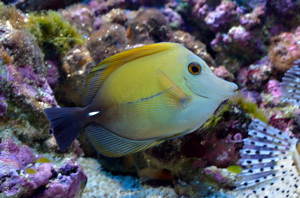 underwater image of tropical fishes